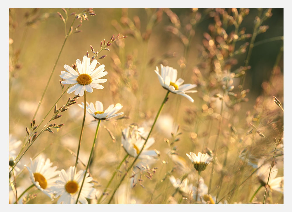 Trauerdrucksachen bei druckidee